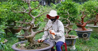 Chi hàng chục triệu đồng để nhờ người “nuôi” gốc mai quý