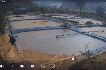 Chủ trại cá tầm khóc nghẹn vì 30 tấn cá chết ngạt, thiệt hại tiền tỷ Chủ trại cá tầm khóc nghẹn vì 30 tấn cá chết ngạt, thiệt hại tiền tỷ