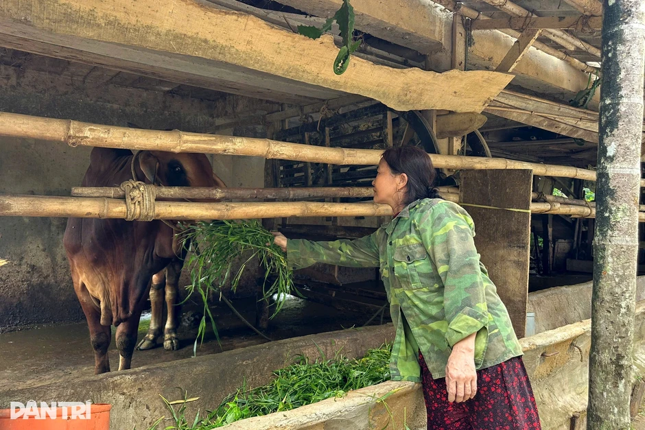 Chuyện ở vùng quê người dân xây “nhà lầu” cho trâu bò