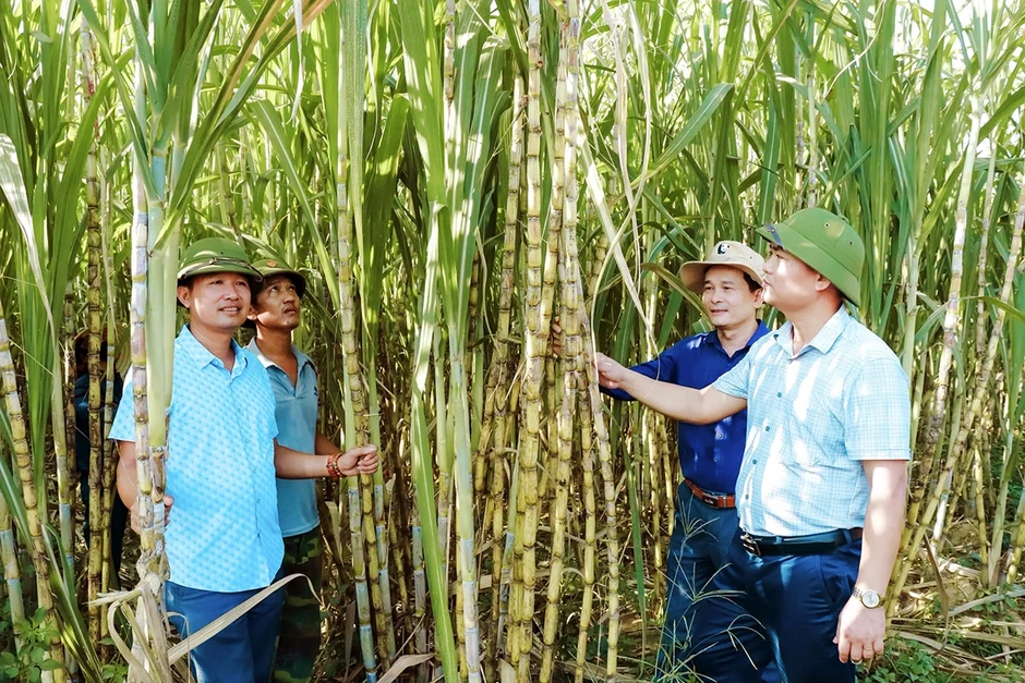 Cơ hội "xuất ngoại" của loại cây cho thu nhập gấp 15 lần lúa