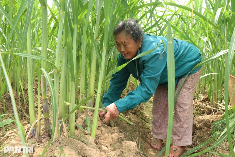 Cơ hội "xuất ngoại" của loại cây cho thu nhập gấp 15 lần lúa