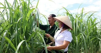 Cơ hội "xuất ngoại" của loại cây cho thu nhập gấp 15 lần lúa