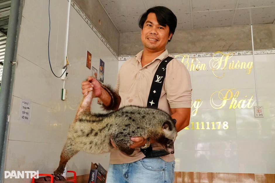 Cú rẽ bất ngờ của 8X bỏ làm chủ công ty để nuôi chồn hương Cú rẽ bất ngờ của 8X bỏ làm chủ công ty để nuôi chồn hương