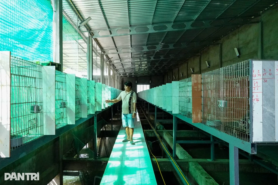 Cú rẽ bất ngờ của 8X bỏ làm chủ công ty để nuôi chồn hương Cú rẽ bất ngờ của 8X bỏ làm chủ công ty để nuôi chồn hương