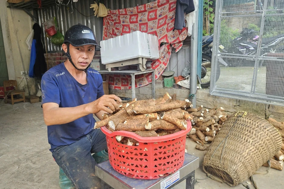 Củ rừng cứu đói nay giúp người vùng cao kiếm nửa triệu đồng mỗi ngày Củ rừng cứu đói nay giúp người vùng cao kiếm nửa triệu đồng mỗi ngày