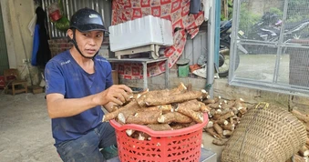 Củ rừng cứu đói nay giúp người vùng cao kiếm nửa triệu đồng mỗi ngày