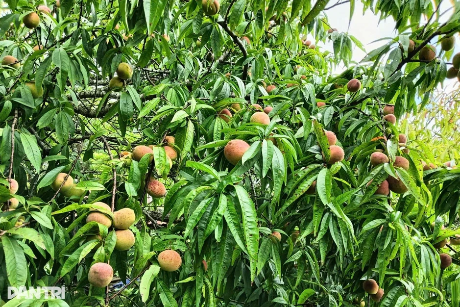 Đào núi nơi biên giới được mùa chưa từng thấy, người trồng vẫn nơm nớp lo