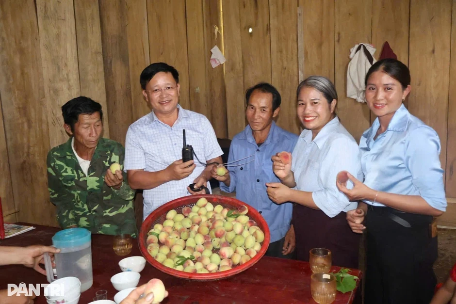 Đào núi nơi biên giới được mùa chưa từng thấy, người trồng vẫn nơm nớp lo Đào núi nơi biên giới được mùa chưa từng thấy, người trồng vẫn nơm nớp lo
