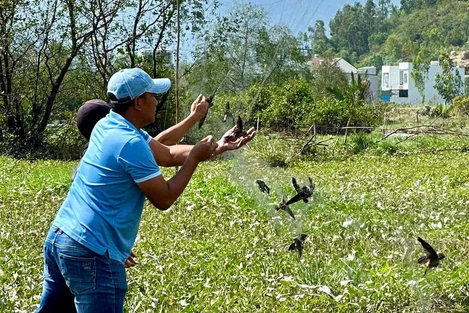Đau đầu vì nạn săn “con chim nghìn tỷ” đưa lên bàn nhậu Đau đầu vì nạn săn “con chim nghìn tỷ” đưa lên bàn nhậu