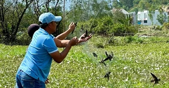 Đau đầu vì nạn săn “con chim nghìn tỷ” đưa lên bàn nhậu