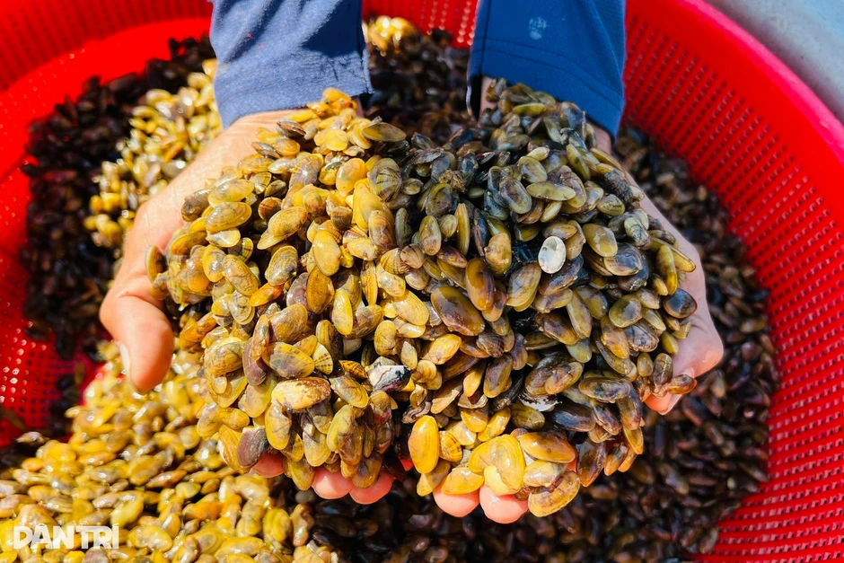 Đi giật lùi bắt don trên sông Trà Khúc Đi giật lùi bắt don trên sông Trà Khúc