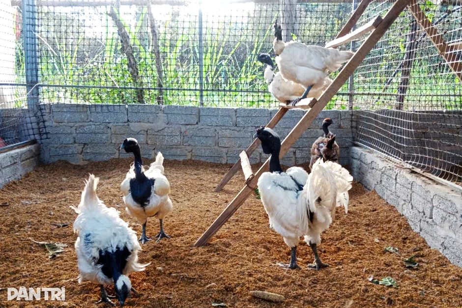 Đưa gà mặt quỷ độc lạ lên núi, thu hàng trăm triệu đồng mỗi năm Đưa gà mặt quỷ độc lạ lên núi, thu hàng trăm triệu đồng mỗi năm