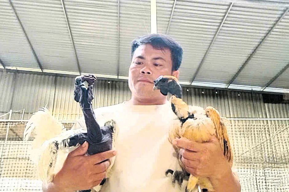 Đưa gà mặt quỷ độc lạ lên núi, thu hàng trăm triệu đồng mỗi năm Đưa gà mặt quỷ độc lạ lên núi, thu hàng trăm triệu đồng mỗi năm