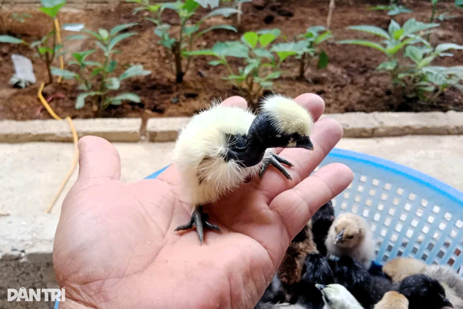 Đưa gà mặt quỷ độc lạ lên núi, thu hàng trăm triệu đồng mỗi năm Đưa gà mặt quỷ độc lạ lên núi, thu hàng trăm triệu đồng mỗi năm