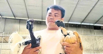 Đưa gà mặt quỷ độc lạ lên núi, thu hàng trăm triệu đồng mỗi năm