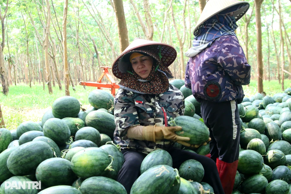 Dưa hấu lại rơi cảnh 2.000-3.000 đồng/kg, nông dân càng bán càng lỗ Dưa hấu lại rơi cảnh 2.000-3.000 đồng/kg, nông dân càng bán càng lỗ