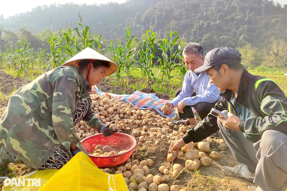 Đưa khoai tây Mỹ lên núi, nông dân thu tiền triệu mỗi sào Đưa khoai tây Mỹ lên núi, nông dân thu tiền triệu mỗi sào