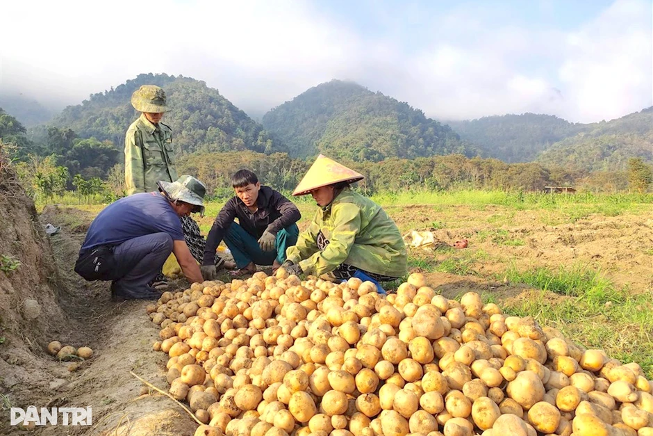 Đưa khoai tây Mỹ lên núi, nông dân thu tiền triệu mỗi sào Đưa khoai tây Mỹ lên núi, nông dân thu tiền triệu mỗi sào