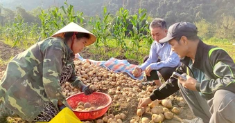 Đưa khoai tây Mỹ lên núi, nông dân thu tiền triệu mỗi sào