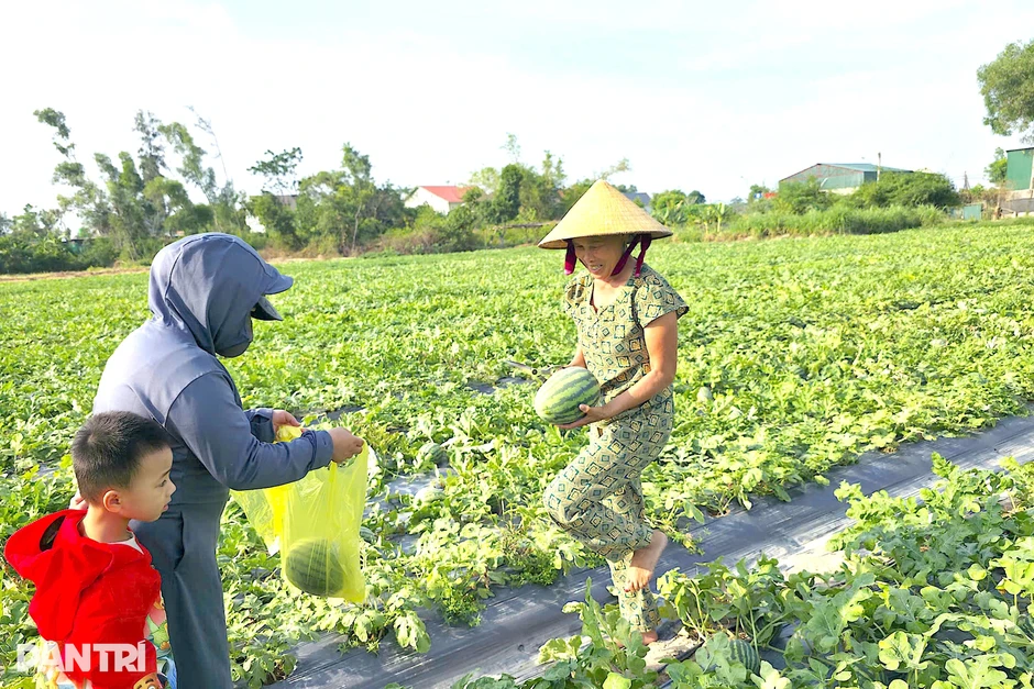 Ép dưa hấu ngoại thích nghi trên đất cát, nông dân thu hàng trăm triệu đồng