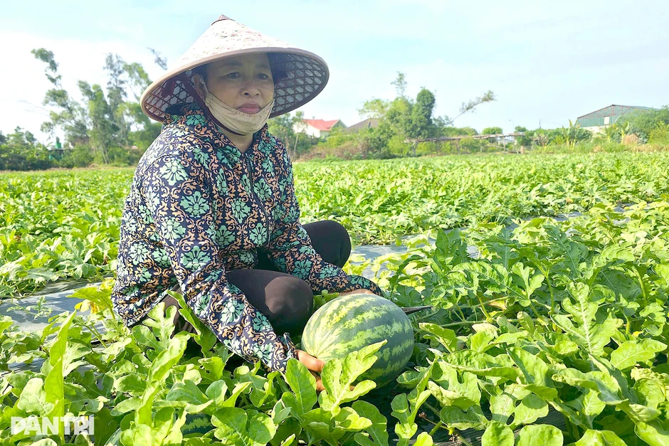Ép dưa hấu ngoại thích nghi trên đất cát, nông dân thu hàng trăm triệu đồng