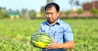 Ép dưa hấu ngoại thích nghi trên đất cát, nông dân thu hàng trăm triệu đồng