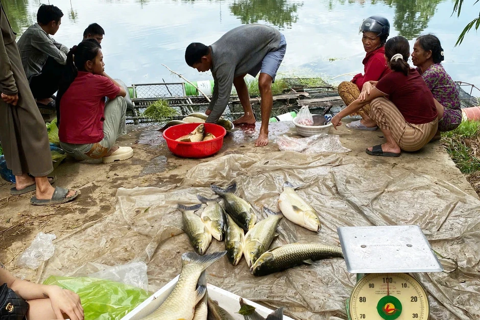 Gần 10 tấn cá nuôi lồng chết trắng, cả khúc sông rền tiếng máy nổ Gần 10 tấn cá nuôi lồng chết trắng, cả khúc sông rền tiếng máy nổ