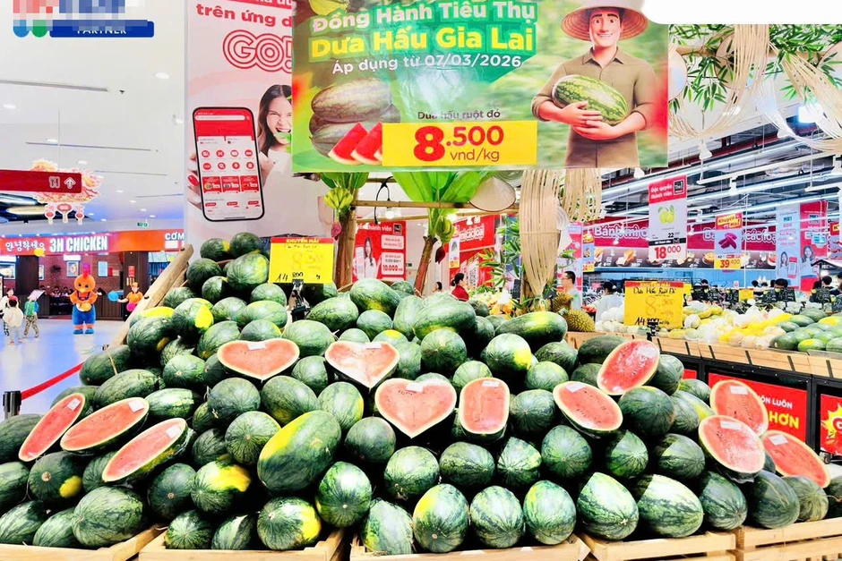 Giá dưa hấu giảm sốc sau Tết, nông dân lỗ nặng Giá dưa hấu giảm sốc sau Tết, nông dân lỗ nặng