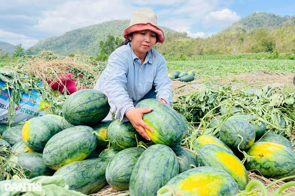 Giá dưa hấu giảm sốc sau Tết, nông dân lỗ nặng Giá dưa hấu giảm sốc sau Tết, nông dân lỗ nặng