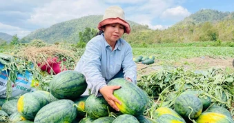 Giá dưa hấu giảm sốc sau Tết, nông dân lỗ nặng