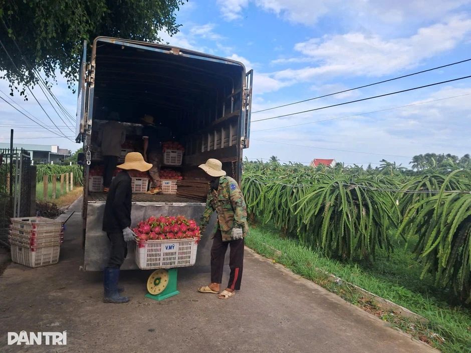Giá thanh long bất ngờ tăng gấp 3 lần, nông dân Lâm Đồng phấn khởi Giá thanh long bất ngờ tăng gấp 3 lần, nông dân Lâm Đồng phấn khởi