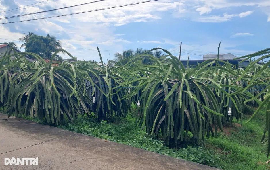 Giá thanh long bất ngờ tăng gấp 3 lần, nông dân Lâm Đồng phấn khởi Giá thanh long bất ngờ tăng gấp 3 lần, nông dân Lâm Đồng phấn khởi