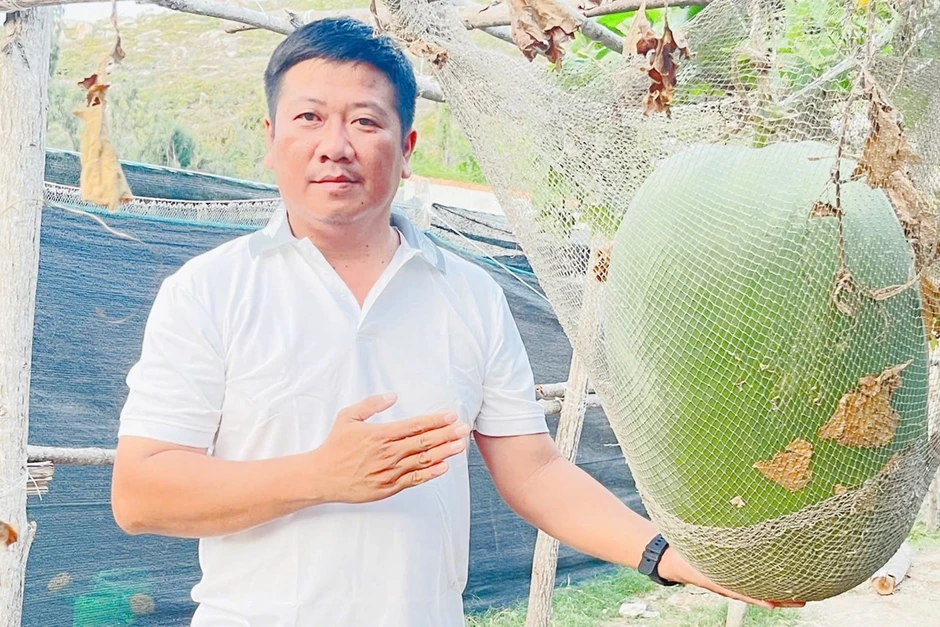 Giống bí đao khổng lồ vượt biển ra đảo, người lính phải mắc “võng” cho quả