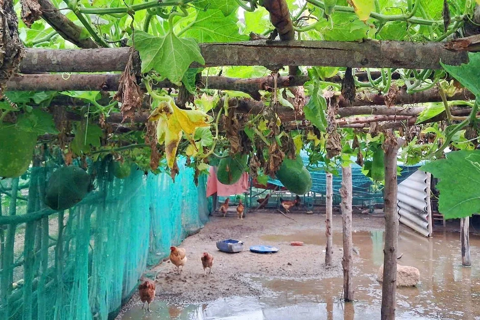 Giống bí đao khổng lồ vượt biển ra đảo, người lính phải mắc “võng” cho quả