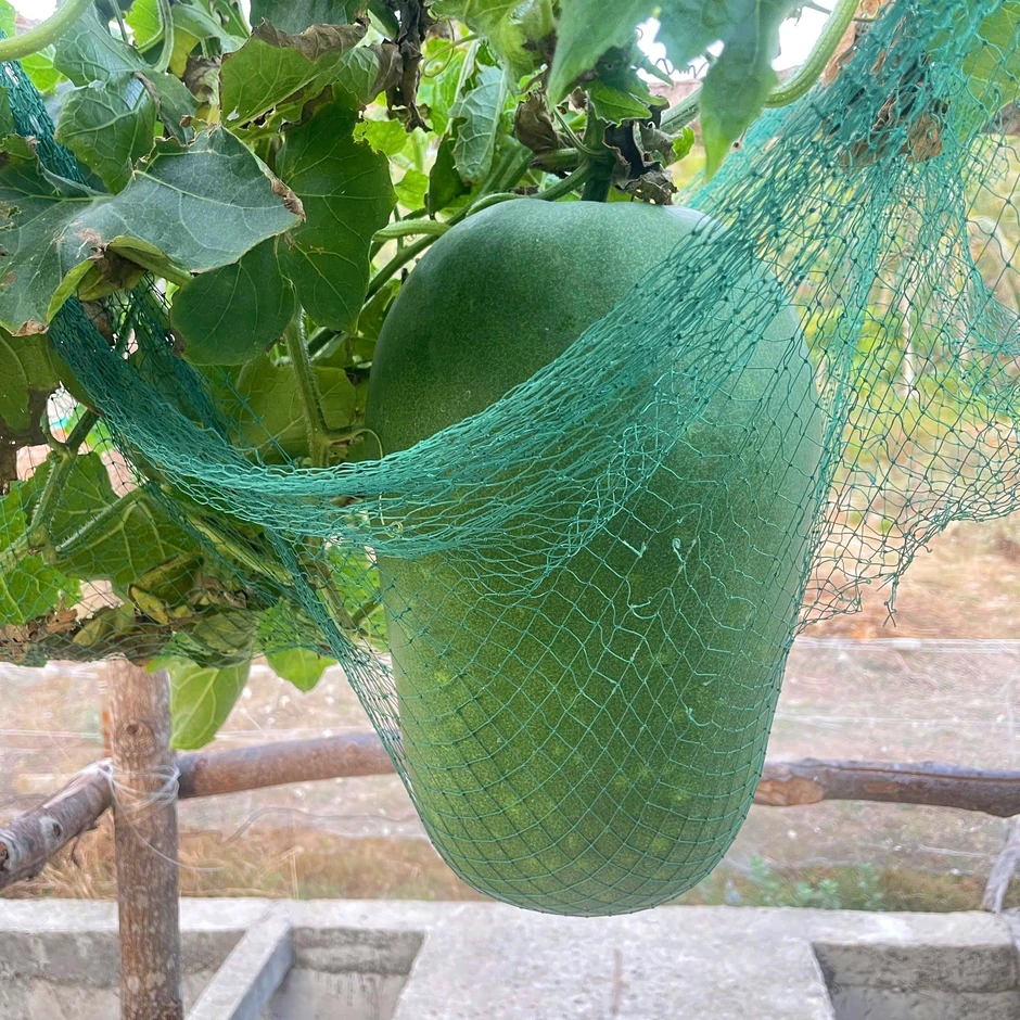 Giống bí đao khổng lồ vượt biển ra đảo, người lính phải mắc “võng” cho quả