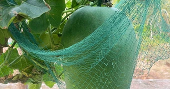 Giống bí đao khổng lồ vượt biển ra đảo, người lính phải mắc “võng” cho quả