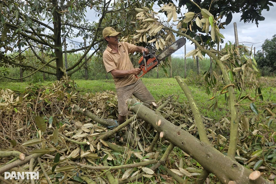 Hàng loạt cây "tỷ đô” chết đứng sau mưa kéo dài, nông dân xót xa cưa bỏ Hàng loạt cây "tỷ đô” chết đứng sau mưa kéo dài, nông dân xót xa cưa bỏ