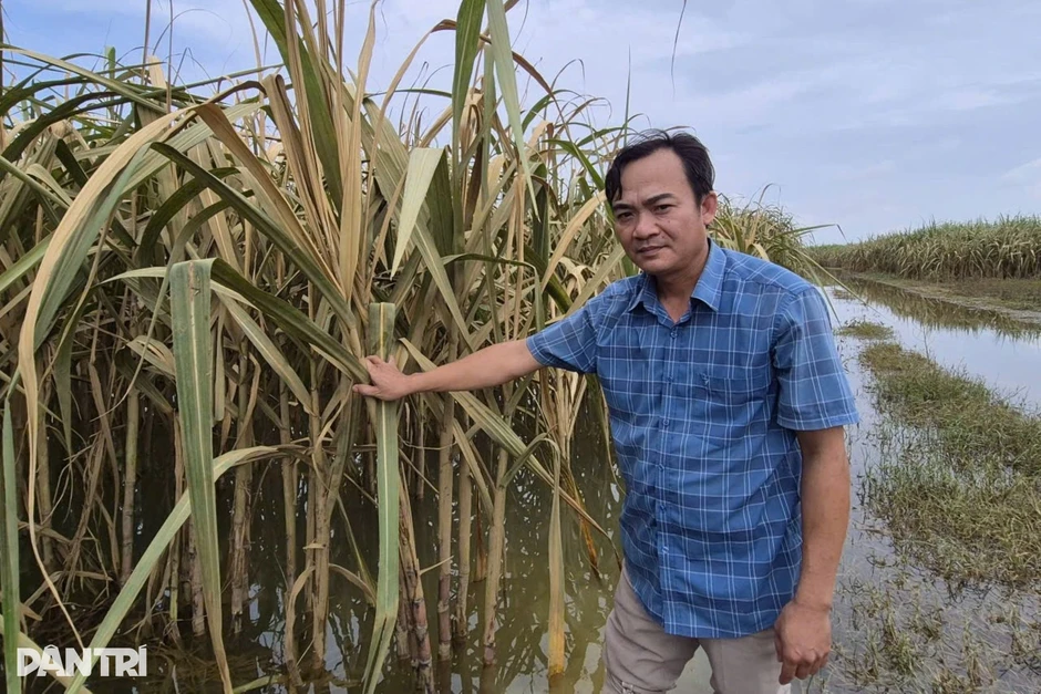 Hơn 160ha mía chìm trong lũ, nông dân thấp thỏm từng ngày Hơn 160ha mía chìm trong lũ, nông dân thấp thỏm từng ngày