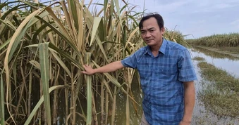Hơn 160ha mía chìm trong lũ, nông dân thấp thỏm từng ngày