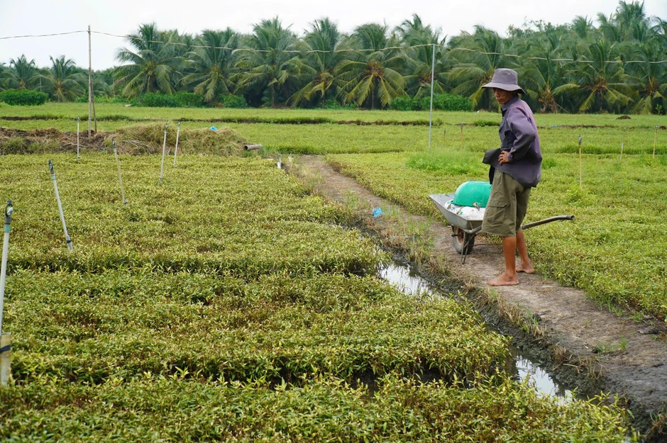 Hơn 213ha rau màu của nông dân Đồng Tháp thiệt hại nghi ô nhiễm nguồn nước Hơn 213ha rau màu của nông dân Đồng Tháp thiệt hại nghi ô nhiễm nguồn nước