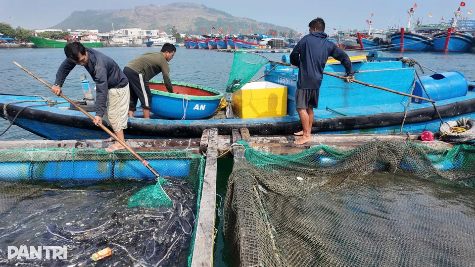 Hơn 90 tấn cá đặc sản chết trắng, chủ lồng nuôi lâm cảnh nợ nần Hơn 90 tấn cá đặc sản chết trắng, chủ lồng nuôi lâm cảnh nợ nần