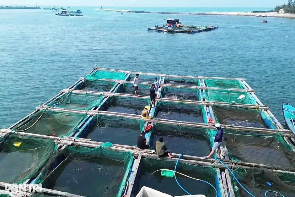 Hơn 90 tấn cá đặc sản chết trắng, chủ lồng nuôi lâm cảnh nợ nần Hơn 90 tấn cá đặc sản chết trắng, chủ lồng nuôi lâm cảnh nợ nần