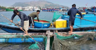 Hơn 90 tấn cá đặc sản chết trắng, chủ lồng nuôi lâm cảnh nợ nần