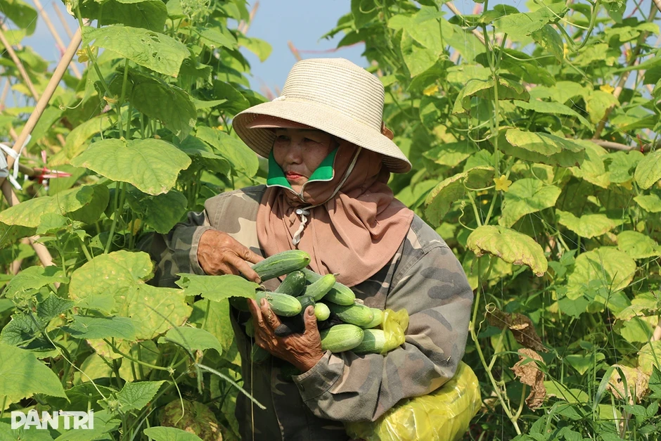 Kỹ sư bỏ lương 50 triệu đồng về quê trồng dưa, không để thương lái ép giá