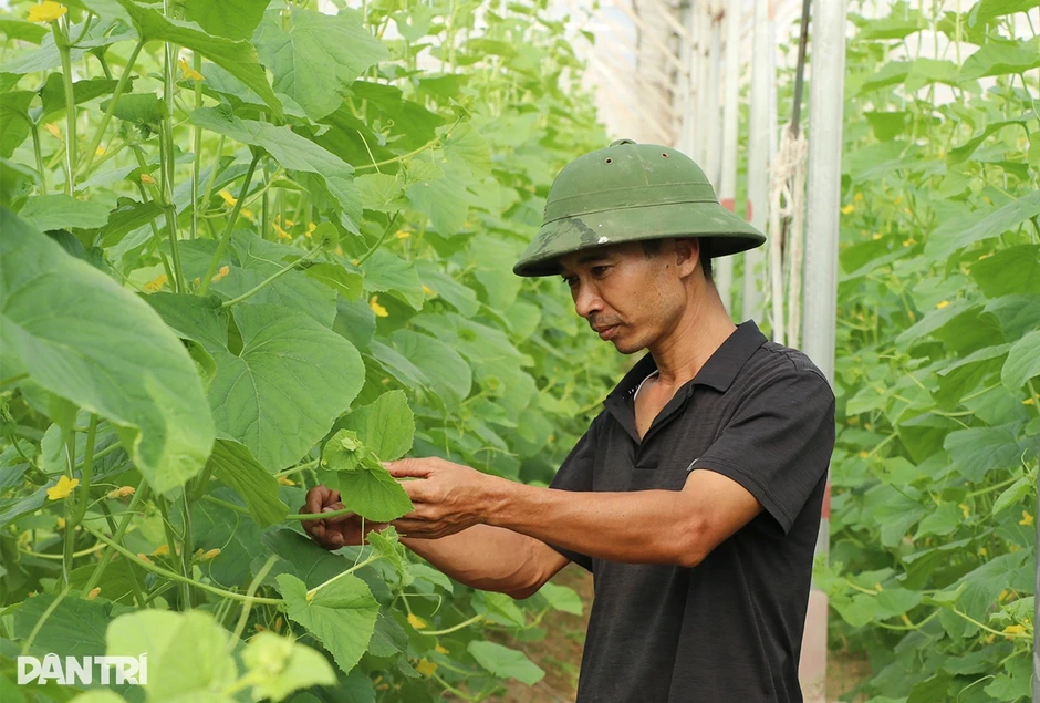 Kỹ sư bỏ lương 50 triệu đồng về quê trồng dưa, không để thương lái ép giá
