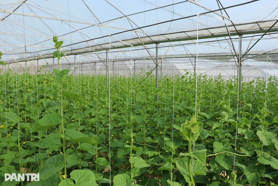 Kỹ sư bỏ lương 50 triệu đồng về quê trồng dưa, không để thương lái ép giá