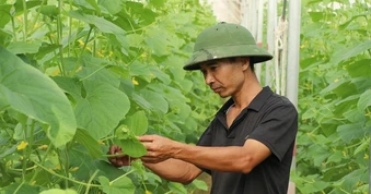 Kỹ sư bỏ lương 50 triệu đồng về quê trồng dưa, không để thương lái ép giá