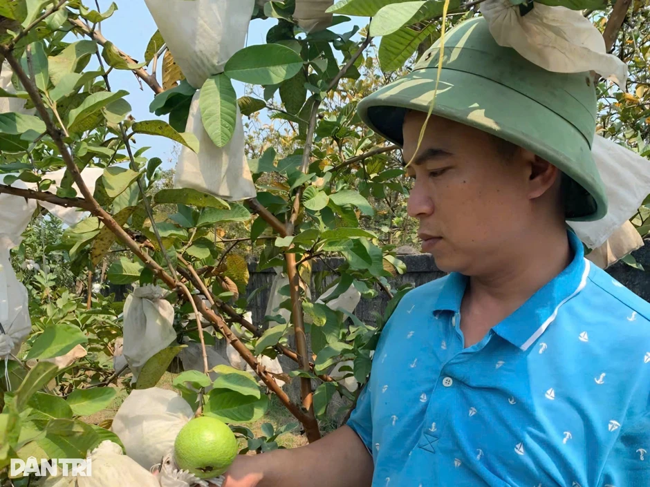 Kỹ sư nông nghiệp bỏ việc lương cao, ổn định về quê trồng ổi, thu tiền tỷ Kỹ sư nông nghiệp bỏ việc lương cao, ổn định về quê trồng ổi, thu tiền tỷ