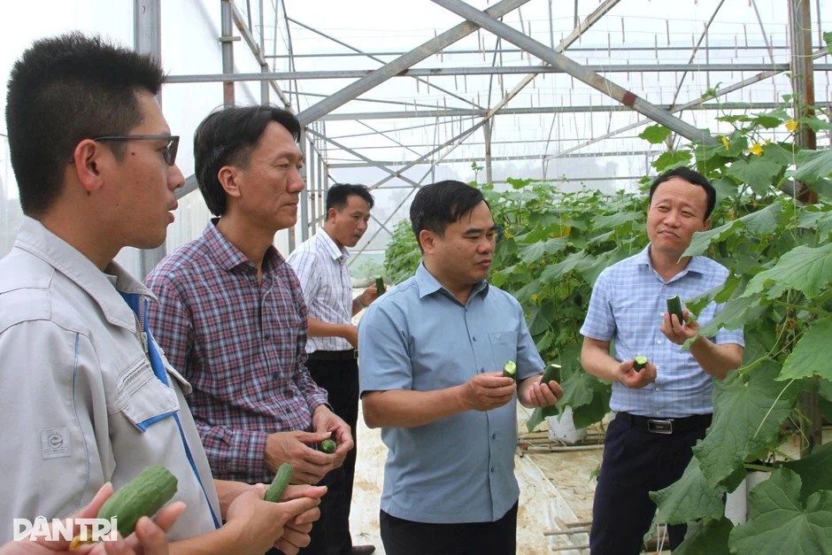 Kỹ sư xây dựng bỏ lương nghìn USD về quê trồng rau sạch Kỹ sư xây dựng bỏ lương nghìn USD về quê trồng rau sạch