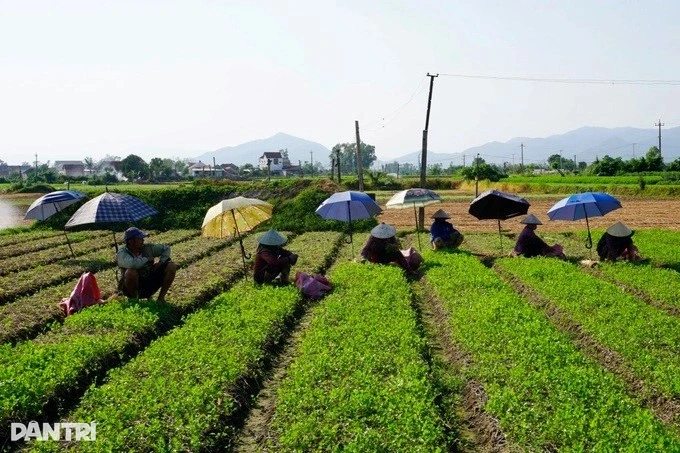 Làng rau trăm tuổi ven sông giúp nông dân “hái ra tiền” mỗi ngày Làng rau trăm tuổi ven sông giúp nông dân “hái ra tiền” mỗi ngày